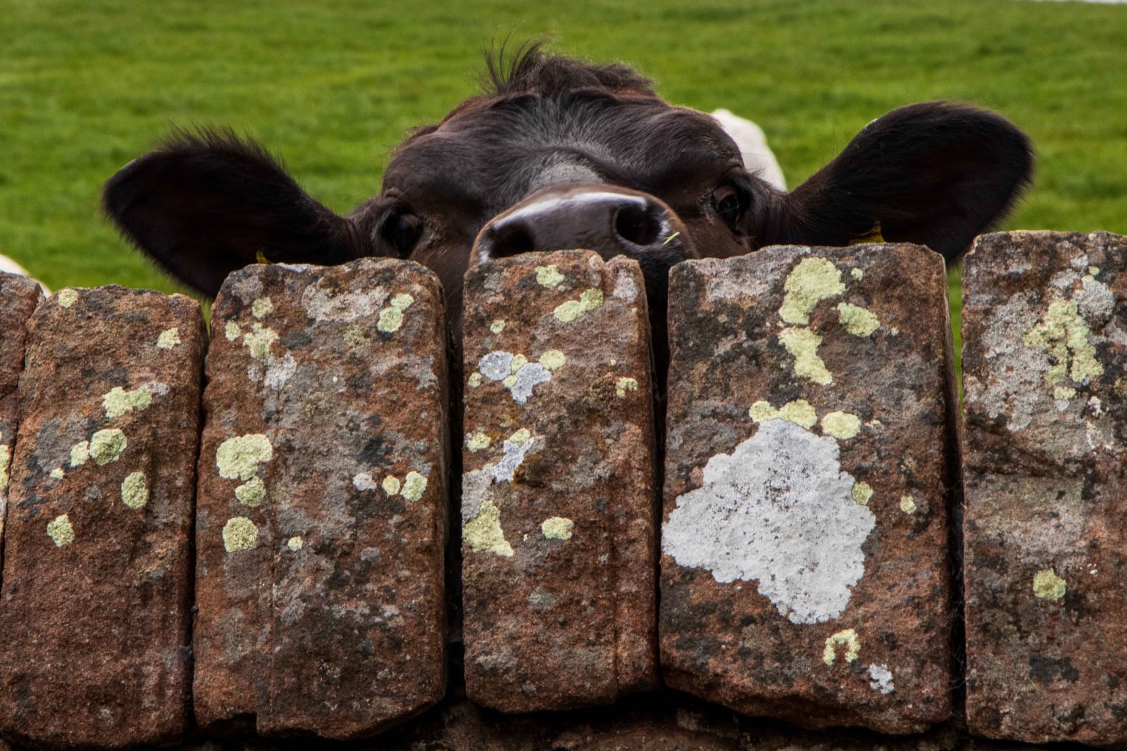 Cow peering over wall