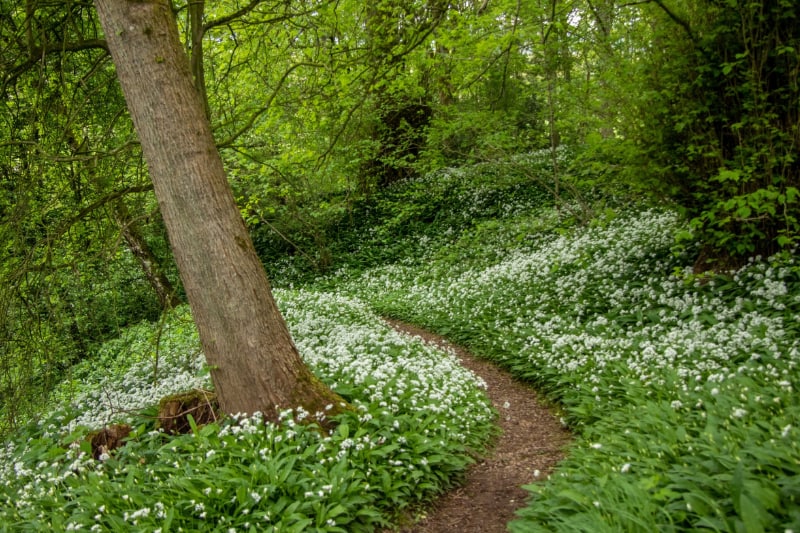 Woodland Path, Temple Sowerby